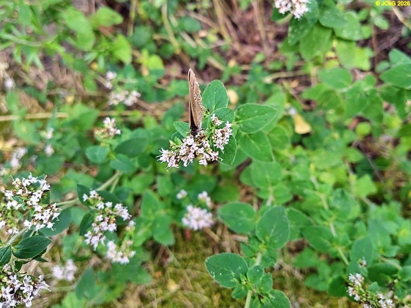 Brauner Waldvogel (Schornsteinfeger) auf den Blüten vom Echten Dost, 11.7.2026, Bild 3