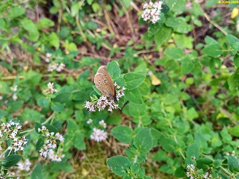 Brauner Waldvogel (Schornsteinfeger) auf den Blüten vom Echten Dost, 11.7.2026, Bild 2