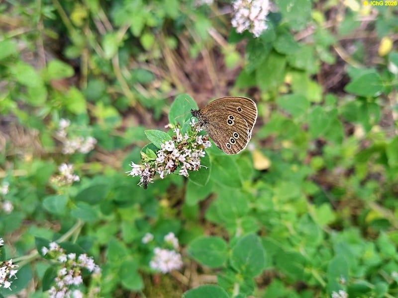 Brauner Waldvogel (Schornsteinfeger) auf den Blüten vom Echten Dost, 11.7.2026 Bild 1