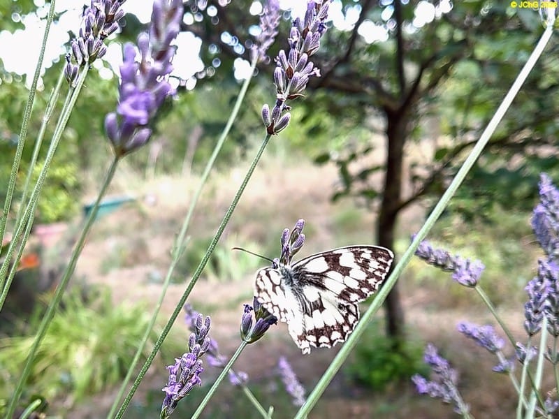 Schachbrettfalter am Lavendel, 11.7.2026