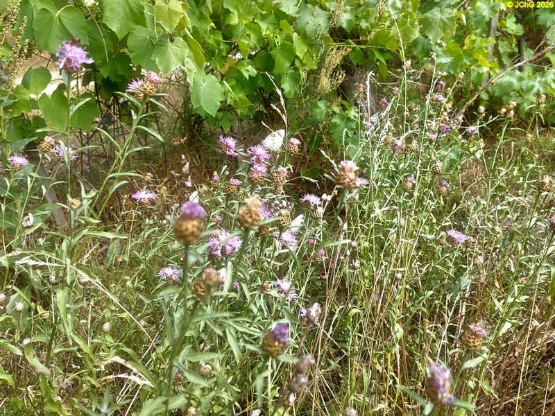 Flockenblumen und Schachbrettfalter, Beet „Wein“, 28. Kalenderwoche 2026