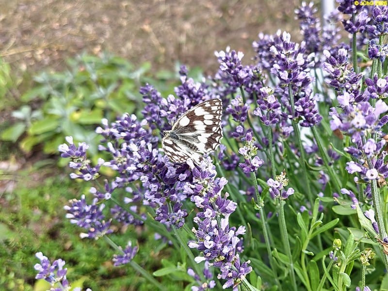 Schachbrettfalter auf dem Lavendel, 11.7.2026