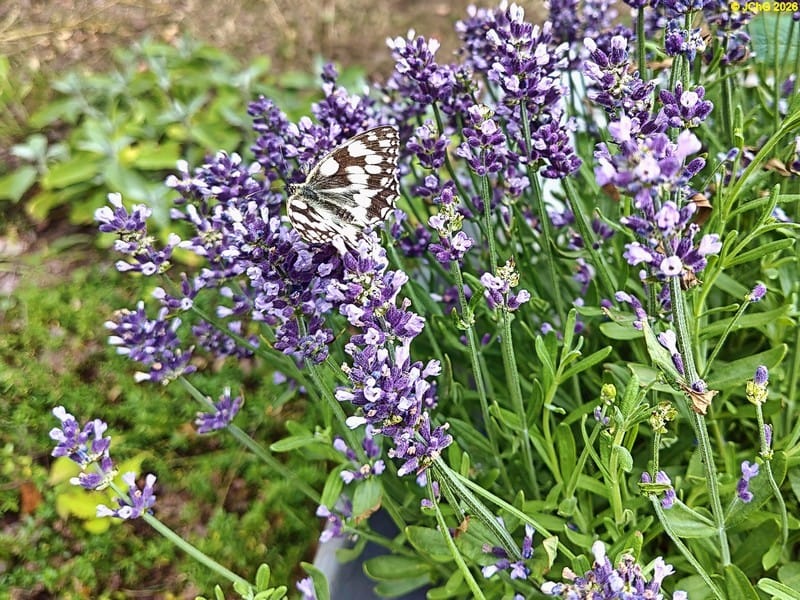 Schachbrettfalter am Lavendel, 28. Kalenderwoche 2026