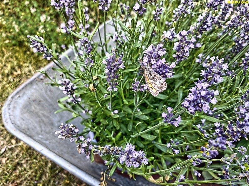 Der Ockerbindige Samtfalter, auch Rostinde genannt, am Lavendel, Juli 2026
