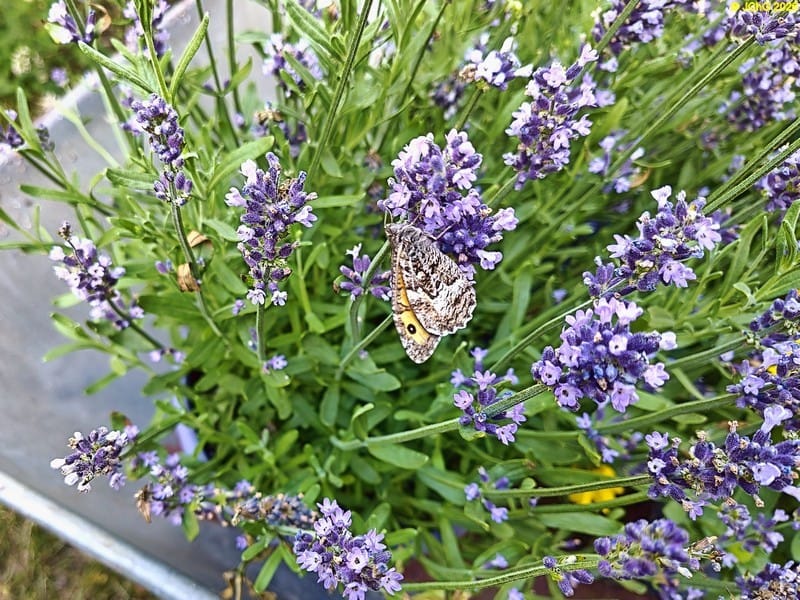 Neuer Schmetterling, vermutlich die Rostbinde, Bild 2, 28. Kalenderwoche 2026