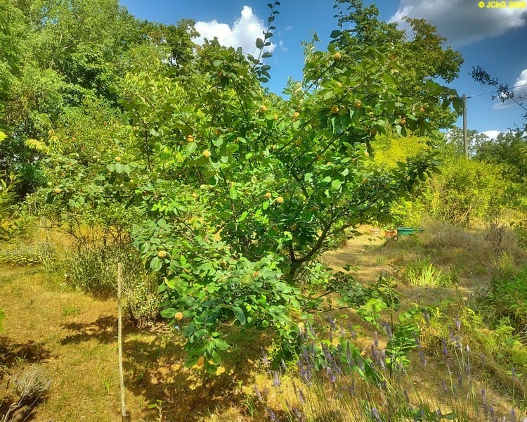 Konstantinopeler Apfelquitte, Beet „Apfelquitte“, 28. Kalenderwoche 2026