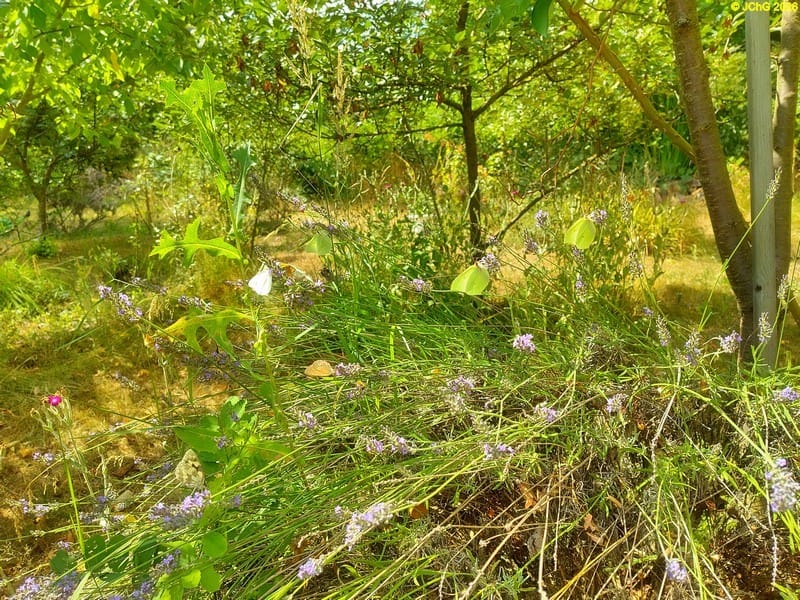 Schachbrettfalter, Rapsweißling, Großes Ochsenauge und zwei Zitronenfalter am Lavendel im Beet „Christian“, 29. Kalenderwoche 2026