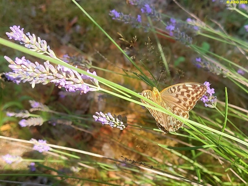 Der weibliche Kaisermantel (Argynnis paphia f. valesina) am Lavendel, Beet „Lavendel“, 29. Kalenderwoche 2026
