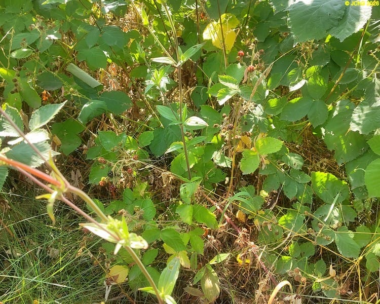 Brombeeren, Beet „Brombeere“, 29. Kalenderwoche 206