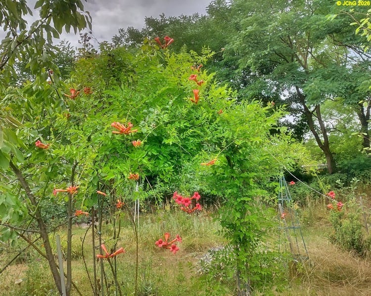 Jasmintrompete, Beet „Bärli“, 30. Kalenderwoche 2026