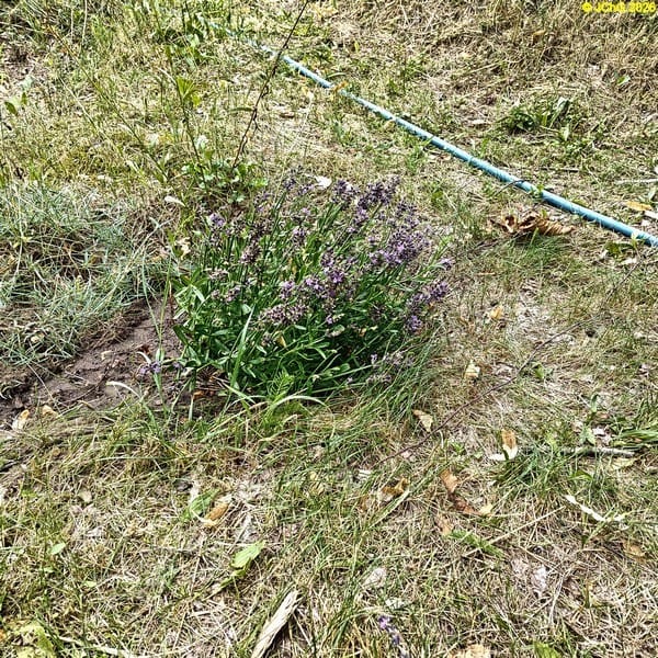 Der andere neue Lavendel, Beet „Omega“, 30. Kalenderwoche 2026