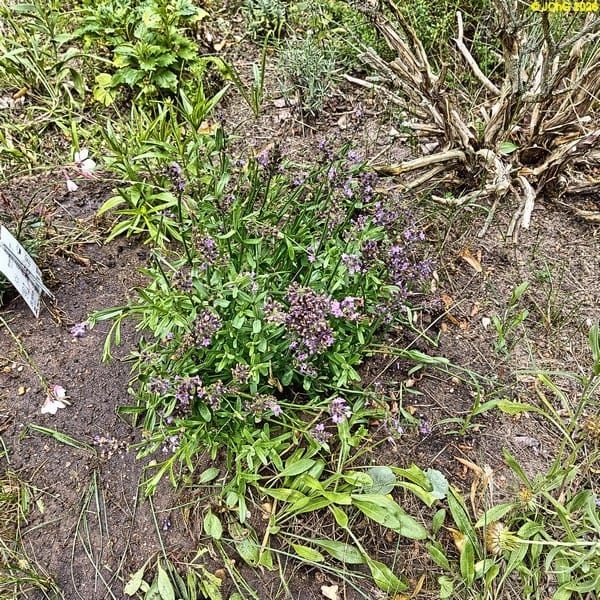 Einer der neuen Lavendel, Beet „Acht“, 30. Kalenderwoche 2026