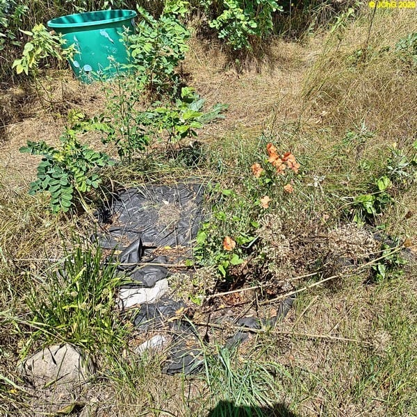 Berglauch und Mohnblumen, Beet „Rhabarber“, 30. Kalenderwoche 2026