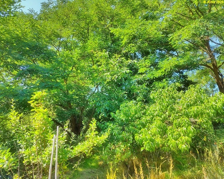 Apfelbaum »Melba«. Walnussbaum »Erwin« und Pfirsich »Elma«, 30. Kalenderwoche 2026
