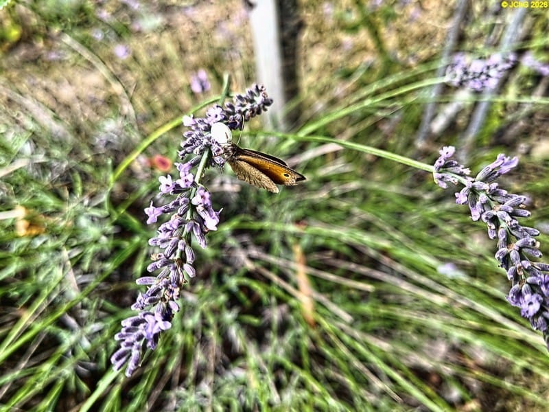 Veränderliche Krabbenspinne fängt großes Ochsenauge am Lavendel, 28. Kalenderwoche 2025