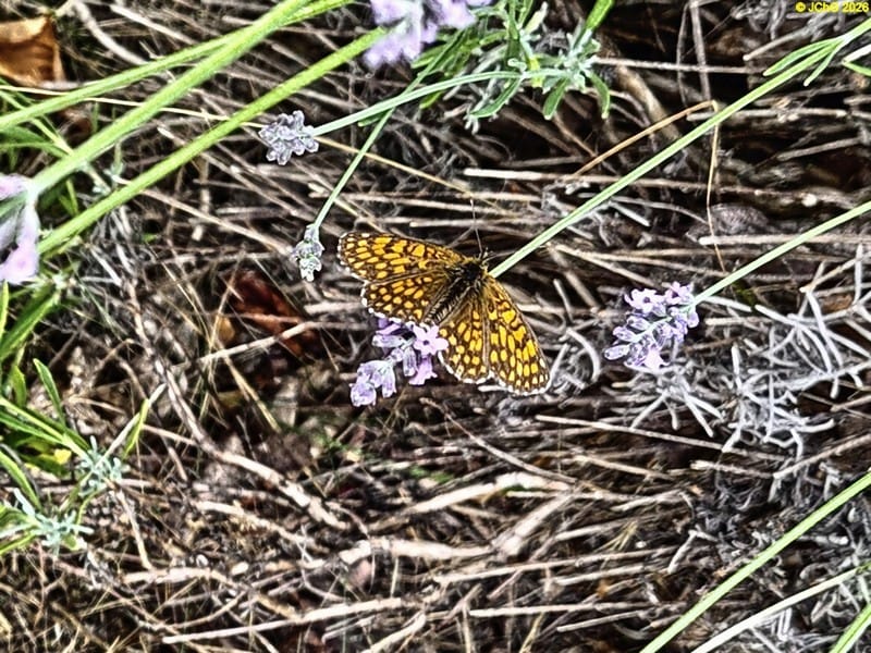 Wegerich-Scheckenfalter am Lavendel, 28. Kalenderwoche 2025