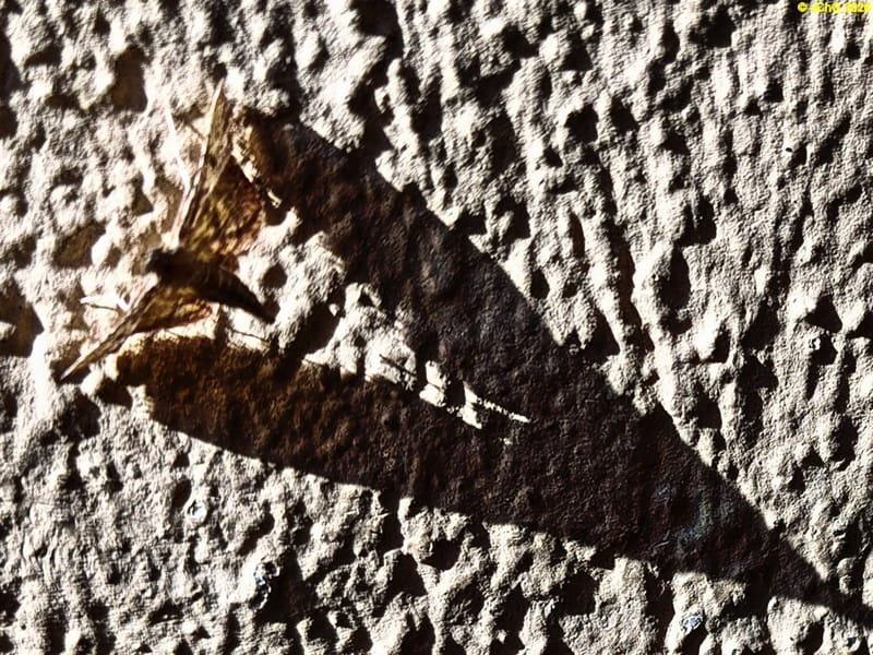 Ein Schmetterling wirft Schatten, 28. Kalenderwoche 2025