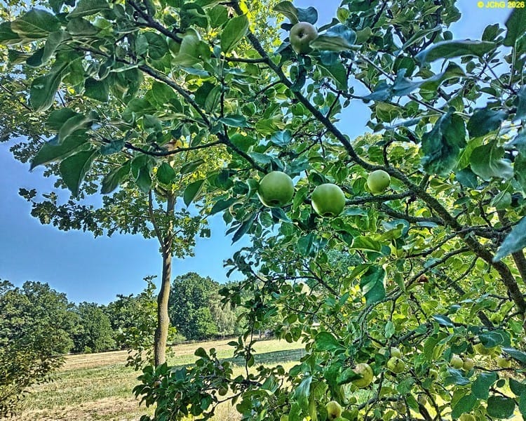Äpfel am Apfelbaum, Beet „Sanddorn“, 31. Kalenderwoche 2026