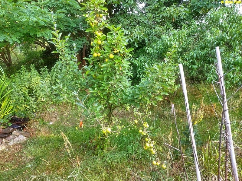 Apfelbaum »Melba«, Beet „Boskop“, 31. Kalenderwoche 2026