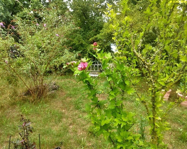 Hibiskus, Beet „Wolfgang“, 31. Kalenderwoche 2026