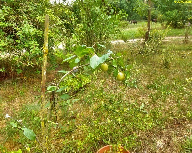 Reneklode, Beet „Spargel“, 31. Kalenderwoche 2026