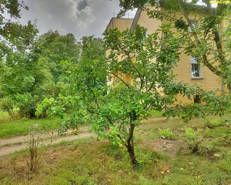 Apfelbaum, Beet „Sanddorn“, 31. Kalenderwoche 2026