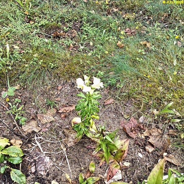 Löwenmäulchen im Beet „Hibiscus“, 31. Kalenderwoche 2026