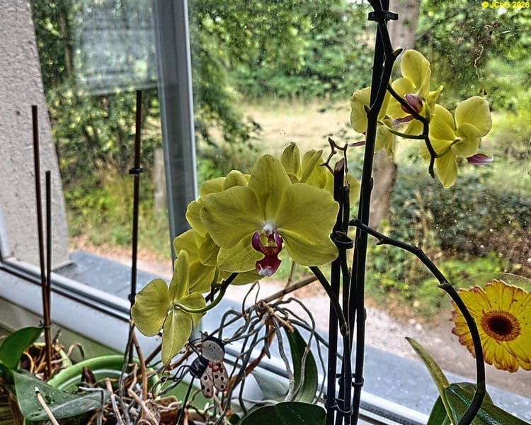 Orchideenblüten, 31. Kalenderwoche 2026 Cov er