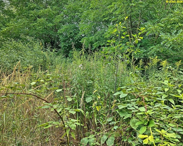 Weißes schmalblättriges Weidenröschen, Brombeeren und Goldruten, Beet „Brombeere“, 32. Kalenderwoche 2026