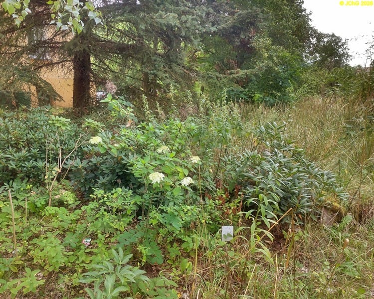 Rhododendron und Hortensie, Beet „Mohrchen“, 32. Kalenderwoche 2026