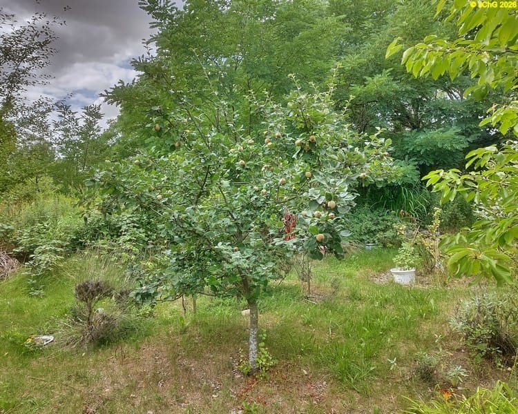Konstantinopeler Apfelquitte, Beet „Apfelquitte“, 32. Kalenderwoche 2026