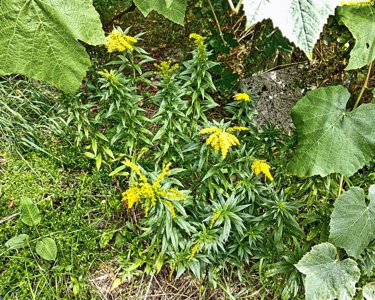 Goldrute, Wein und Thymian, Beet „Weißdorn“, 32. Kalenderwoche 2026