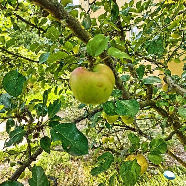 Apfel unbekannter Sorte, 32. Kalenderwoche 2026