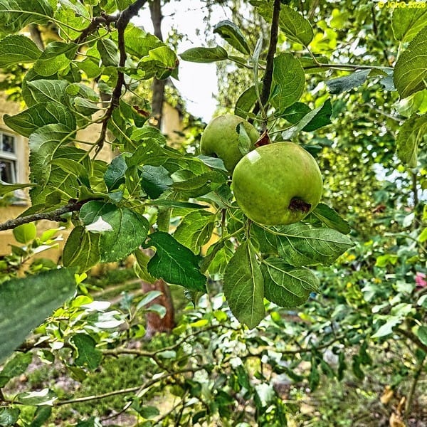 Äpfel »Gravensteiner«, 32. Kalenderwoche 2026