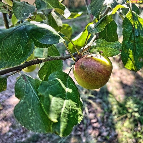 Apfel, 32. Kalenderwoche 2026