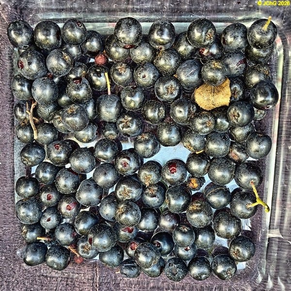 Apfelbeeren, 33. Kalenderwoche 2026