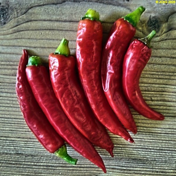 Chilischoten, 33. Kalenderwoche 2026