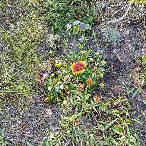 Astern und Kokardenblume im Beet „Acht“, 33. Kalenderwoche 2026