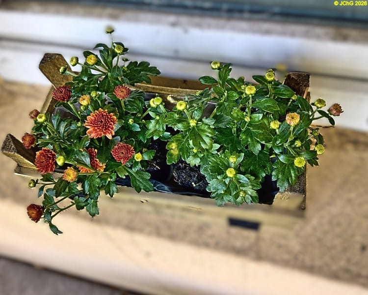 Chrysanthemen, 33. Kalenderwoche 2026