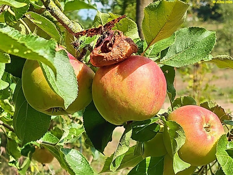 C-Falter an fauligem Apfel II, 34. Kalenderwoche 2026