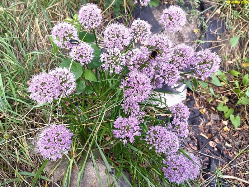 Rosenkäfer, Borstige Dolchwespe und Hummel am Berglauch, Beet „Rhabarber“, 34. Kalenderwoche 2026