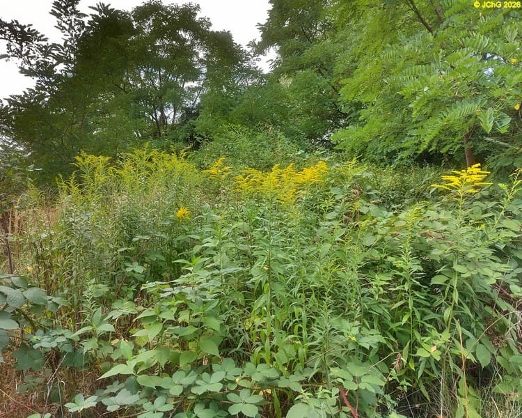 Goldruten, Beet „Brombeere“, 34. Kalenderwoche 2026