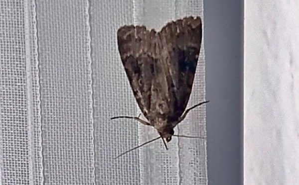 Pyramidenfalter, 29.8.2026