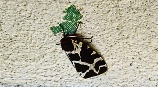 Brauner Bär (Arctia caja)