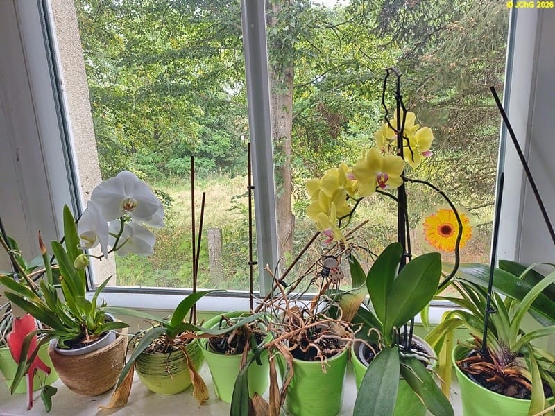 Orchideen, 35. Kalenderwoche 2026